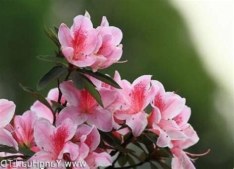 杜鵑花 風水